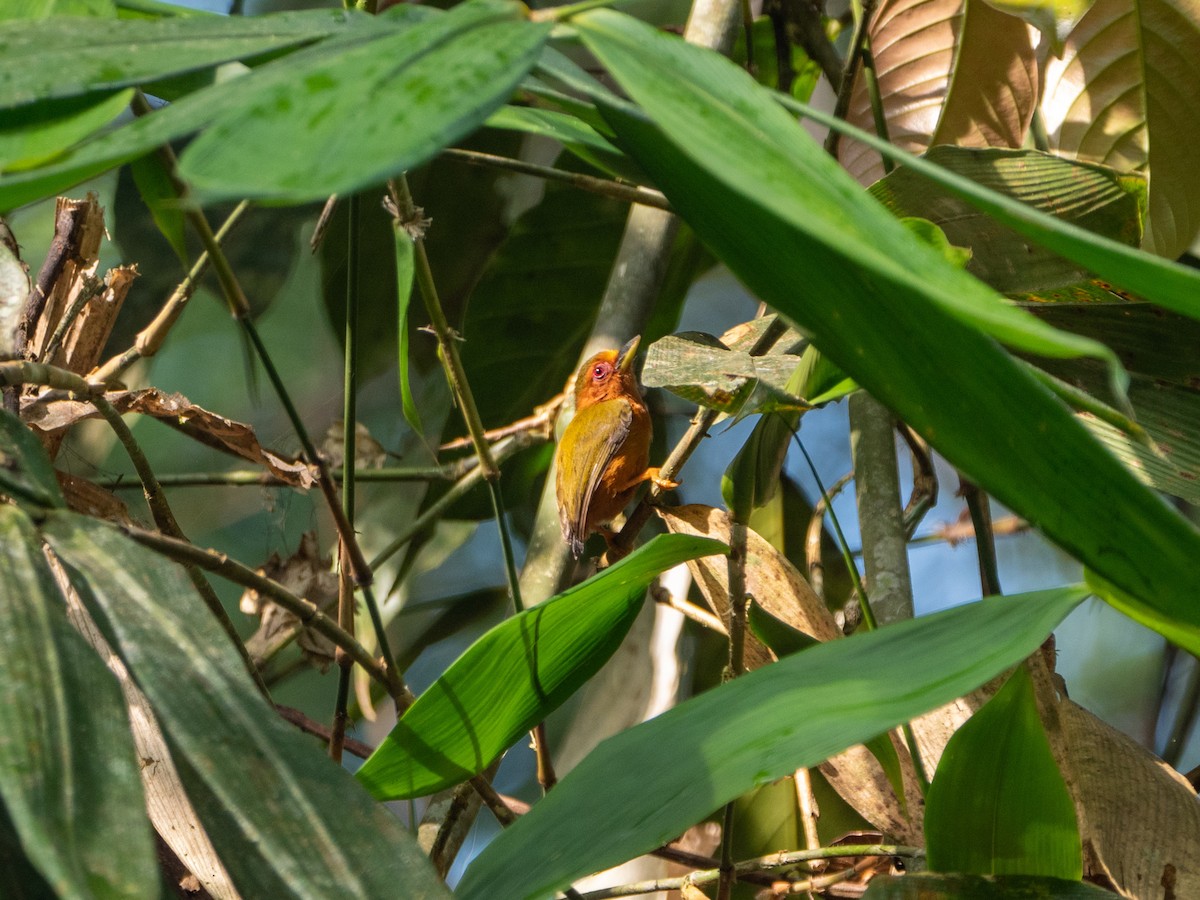 Rufous Piculet - ML217473791