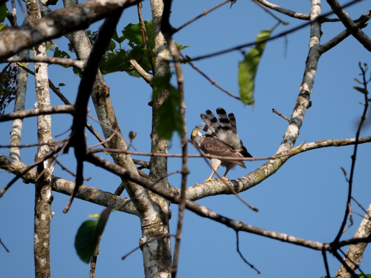 Crested Goshawk - ML217474661