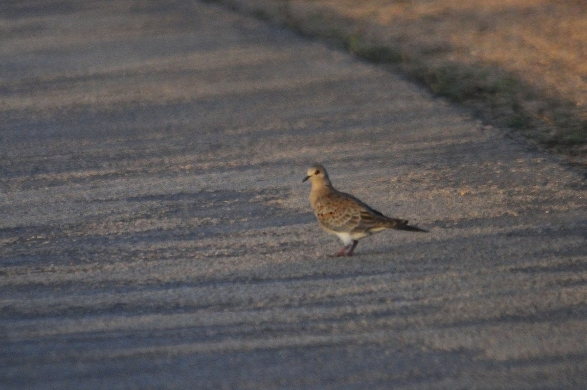 European Turtle-Dove - Jorge  Safara