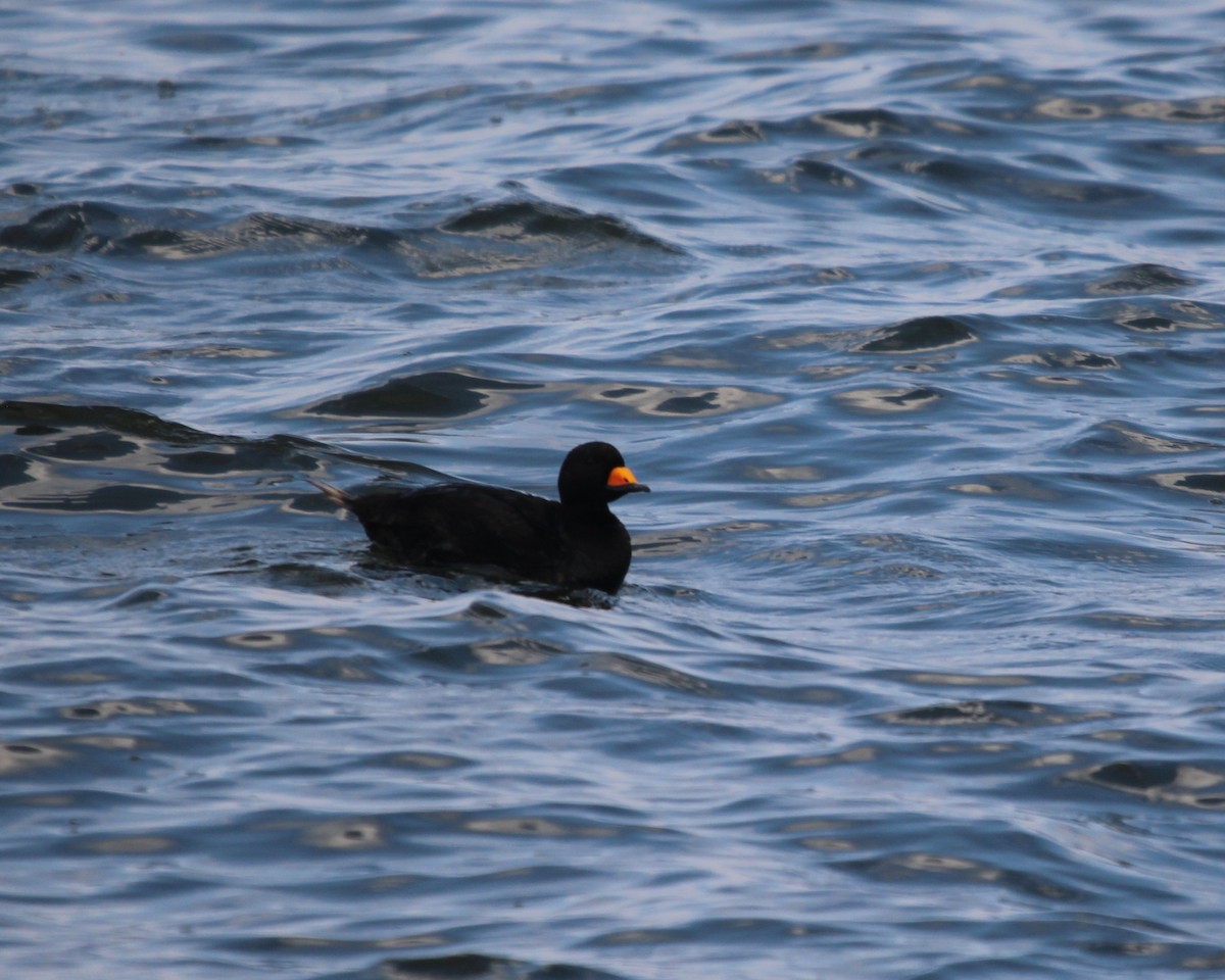 Black Scoter - ML217475921