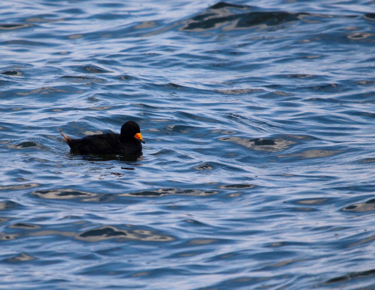 Black Scoter - ML217475931