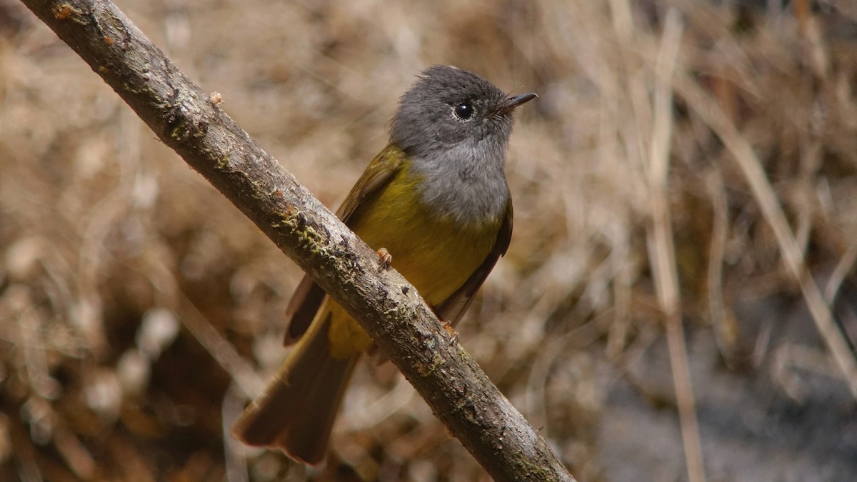 Gobemoustique à tête grise - ML217478691