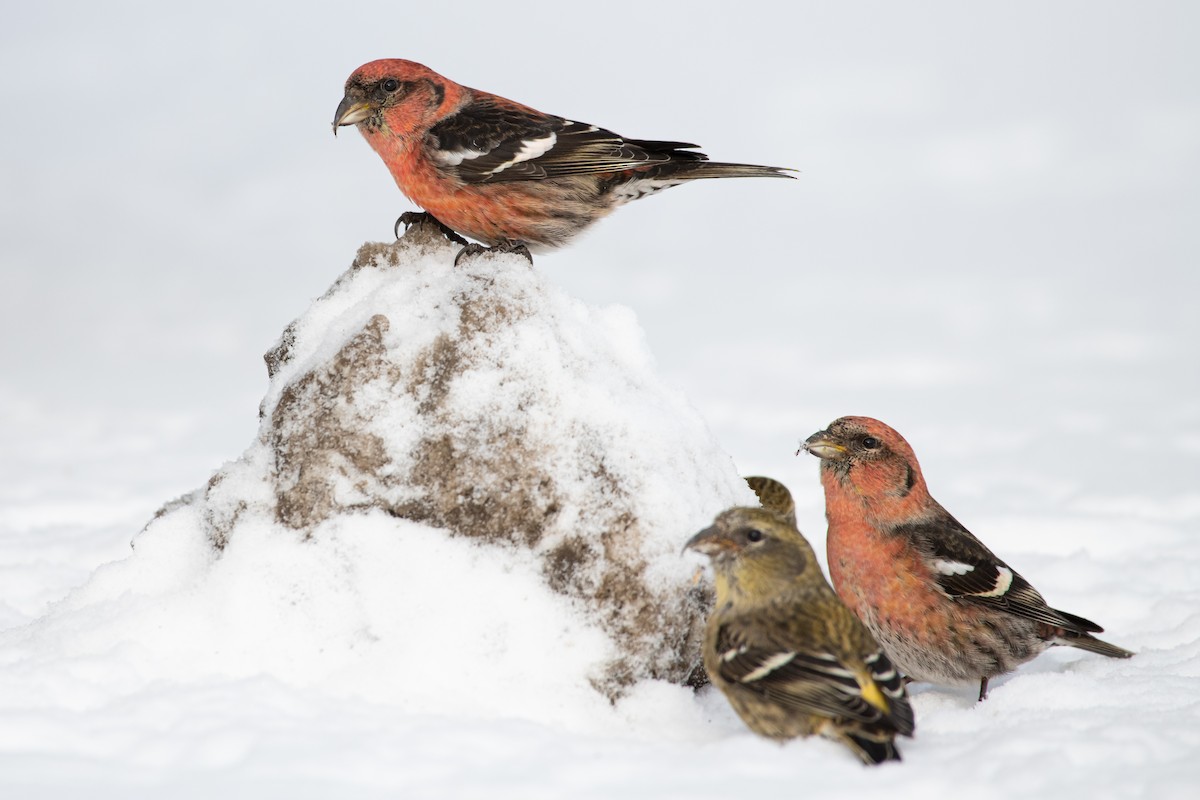 White-winged Crossbill - ML217479941