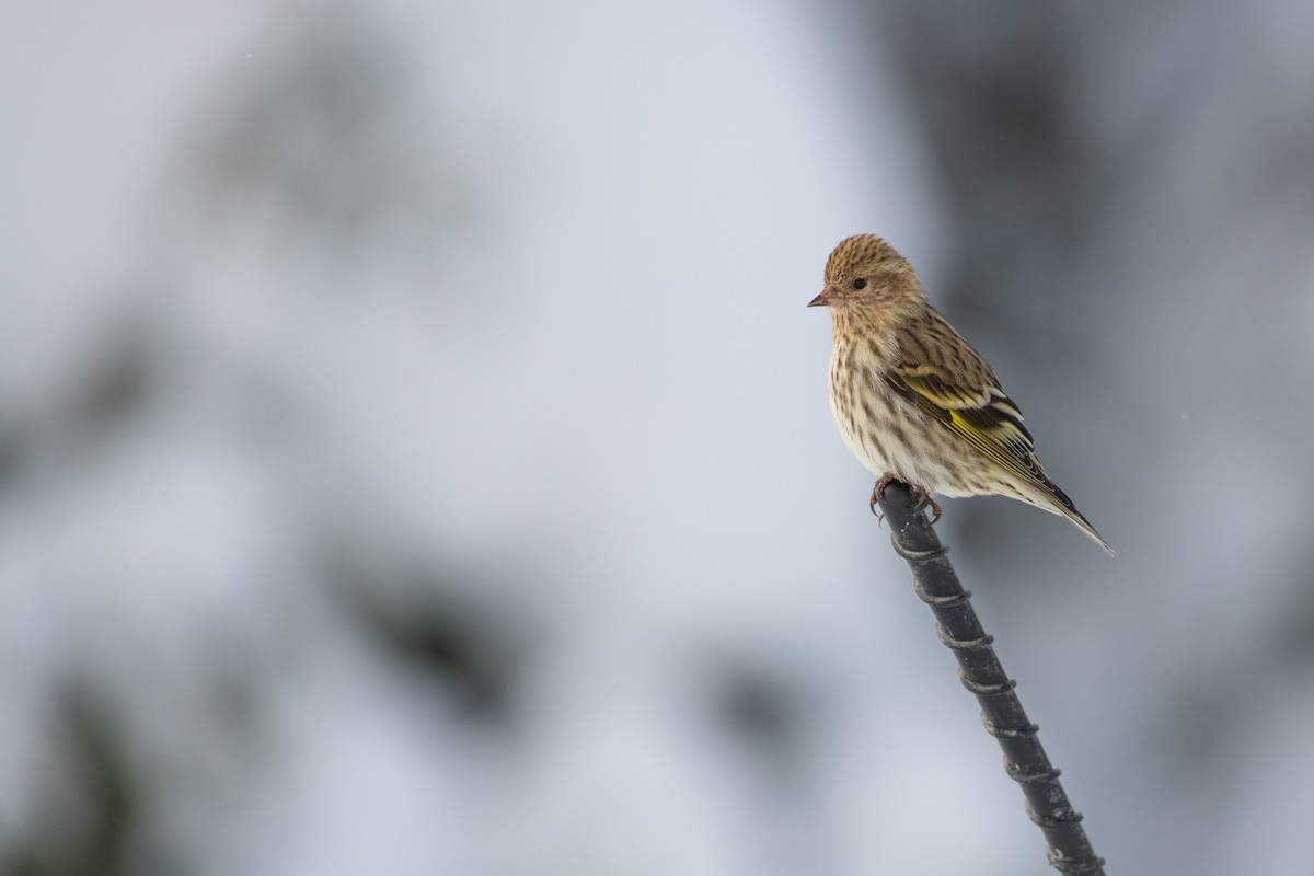 Pine Siskin - Matthew Bell