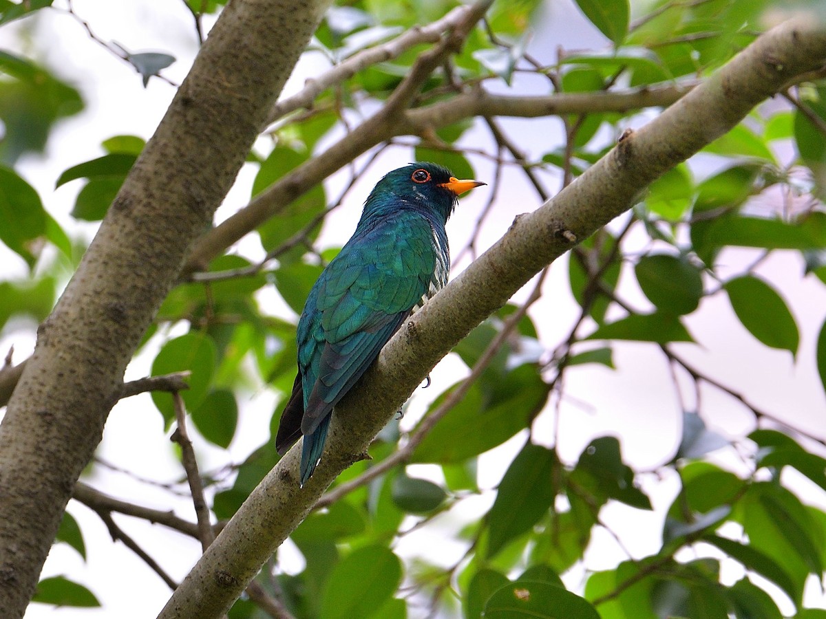 Asian Emerald Cuckoo - Choong YT