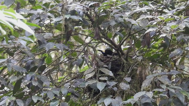 Long-tailed Paradigalla - ML217481721