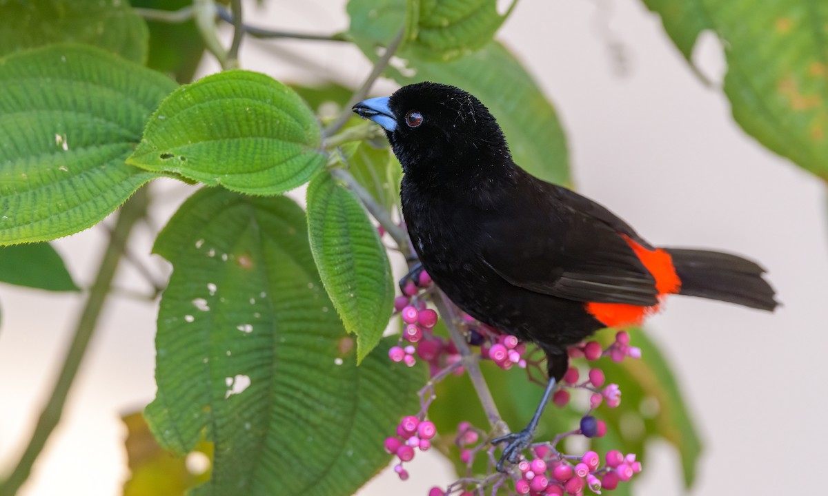 Scarlet-rumped Tanager - ML217482431