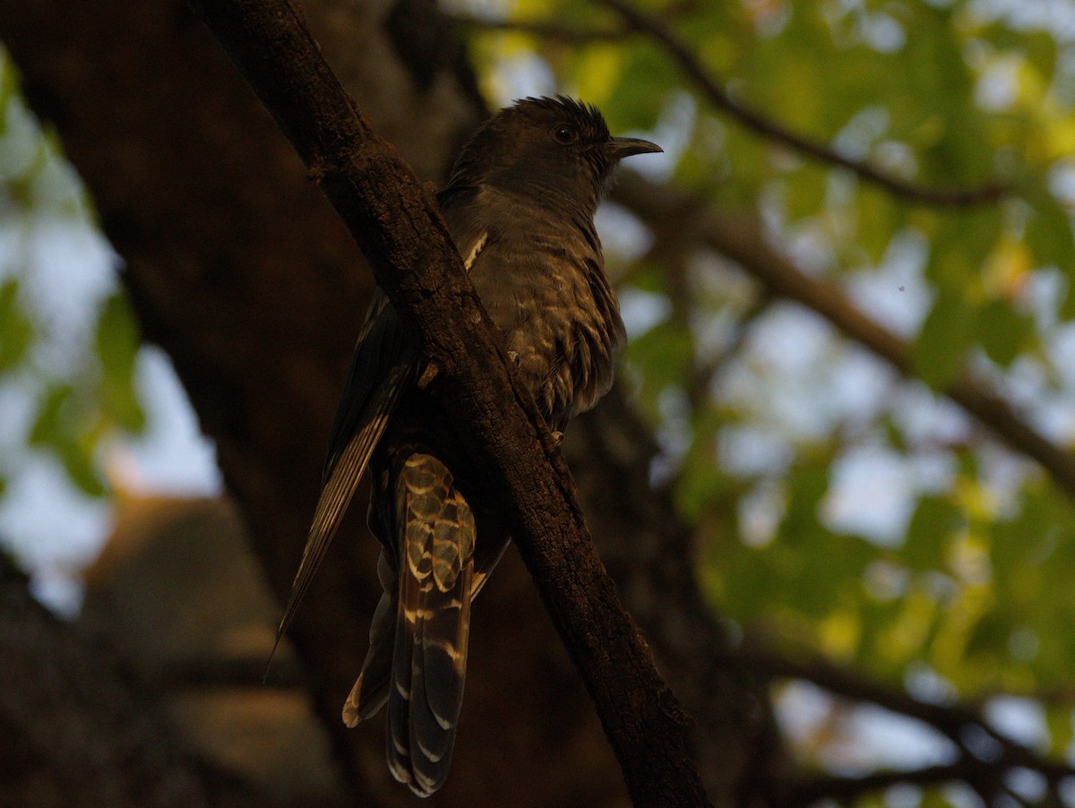 Black Cuckoo - ML217482671