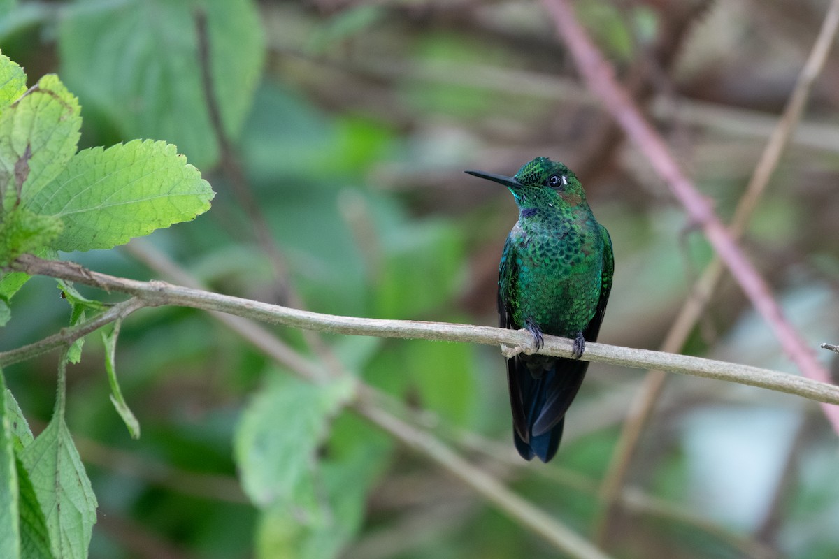 Green-crowned Brilliant - Matthew Bell