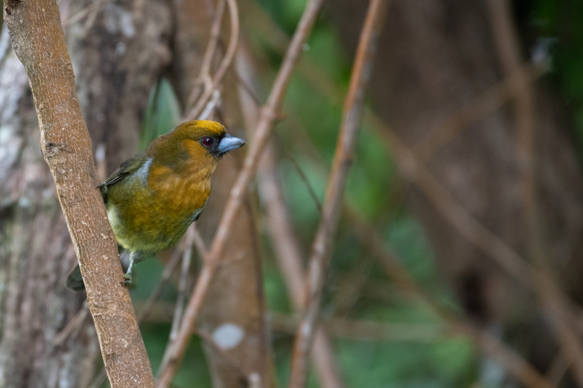 Prong-billed Barbet - Matthew Bell