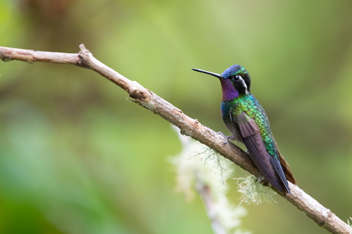 Colibrí Gorjipúrpura - ML217483401