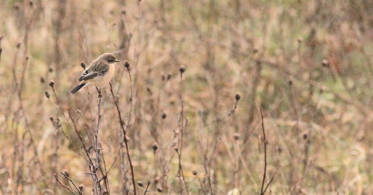 Siberian Stonechat - ML217484891