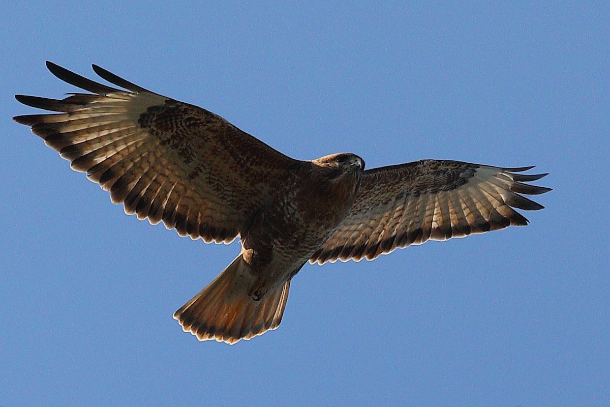 Himalayan Buzzard - ML217485241