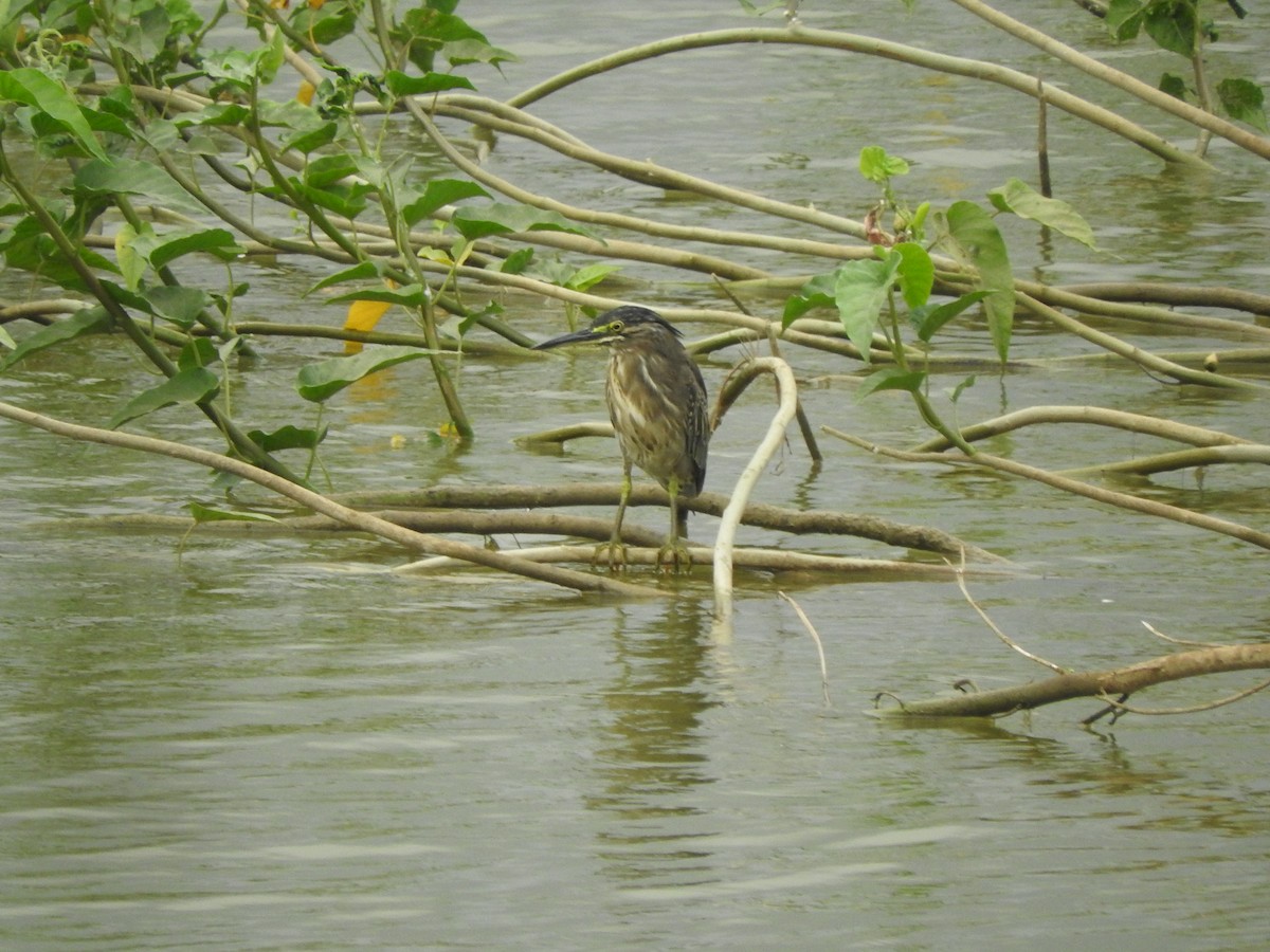 Striated Heron - ML217485921