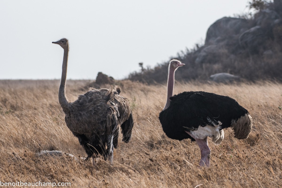 Common Ostrich - ML217488611