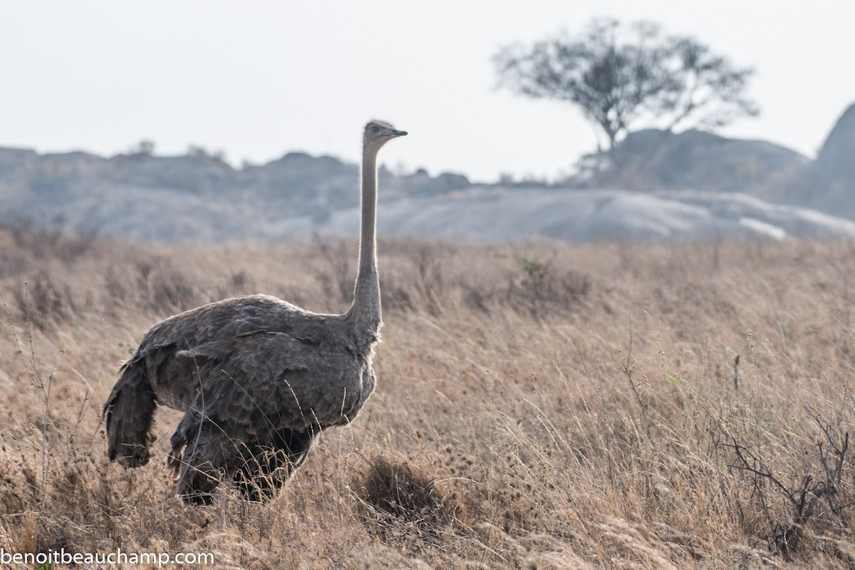 Common Ostrich - Benoit Beauchamp