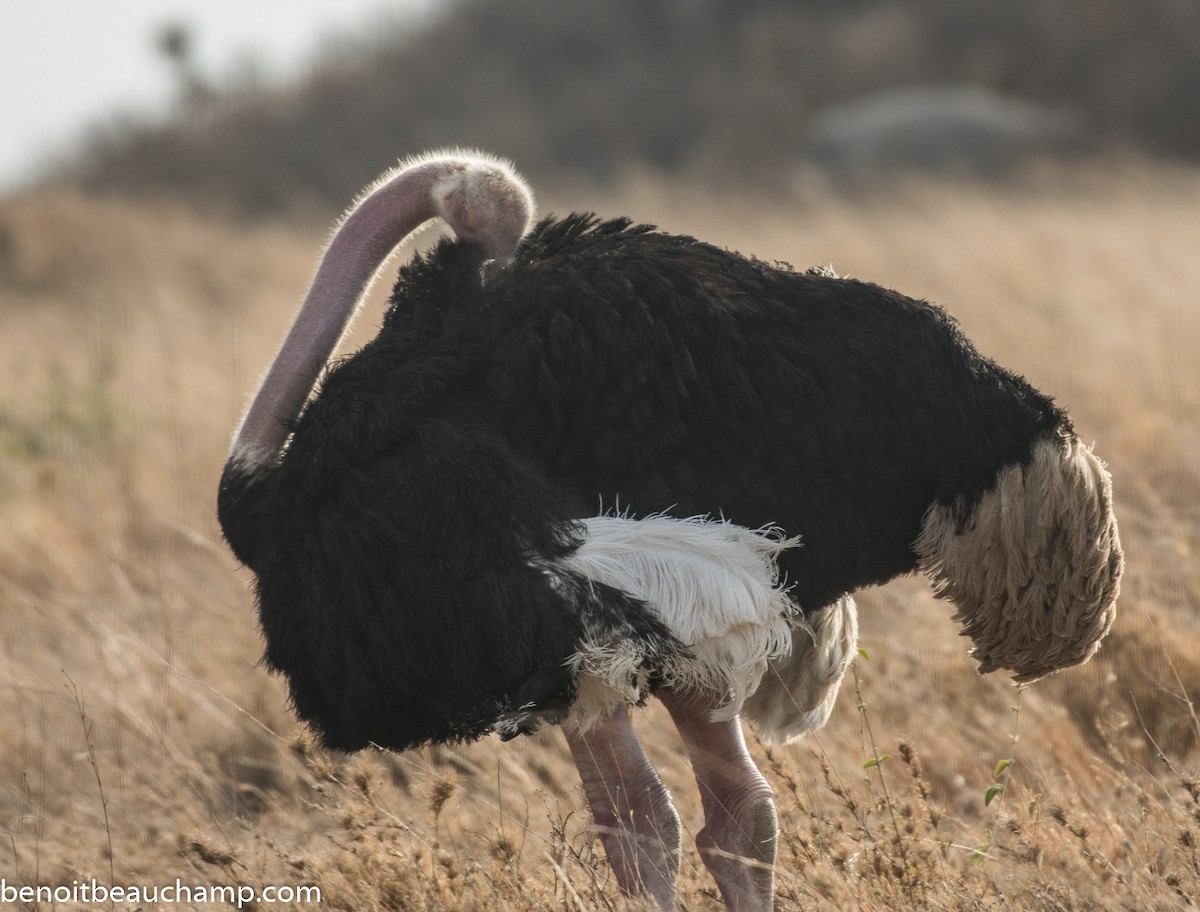 Common Ostrich - ML217488631