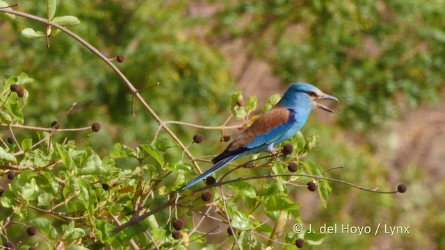 Abyssinian Roller - ML217489201