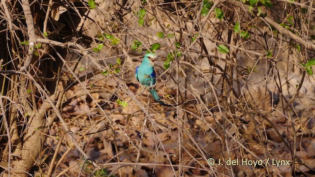 Abyssinian Roller - ML217489281