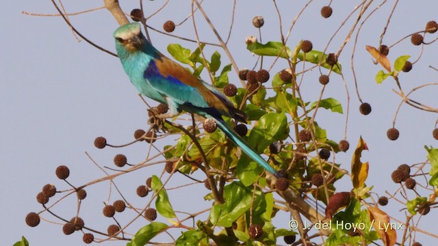 Abyssinian Roller - ML217489341