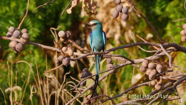 כחל אתיופי - ML217489371