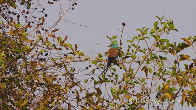 Abyssinian Roller - ML217489521