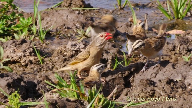 Red-billed Quelea - ML217489531