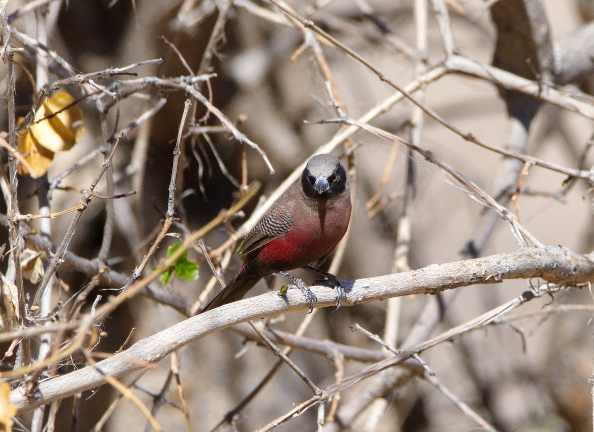 Black-faced Waxbill - Dominic Standing