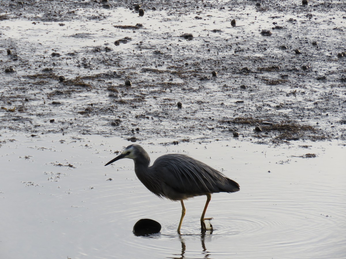 White-faced Heron - ML21749161