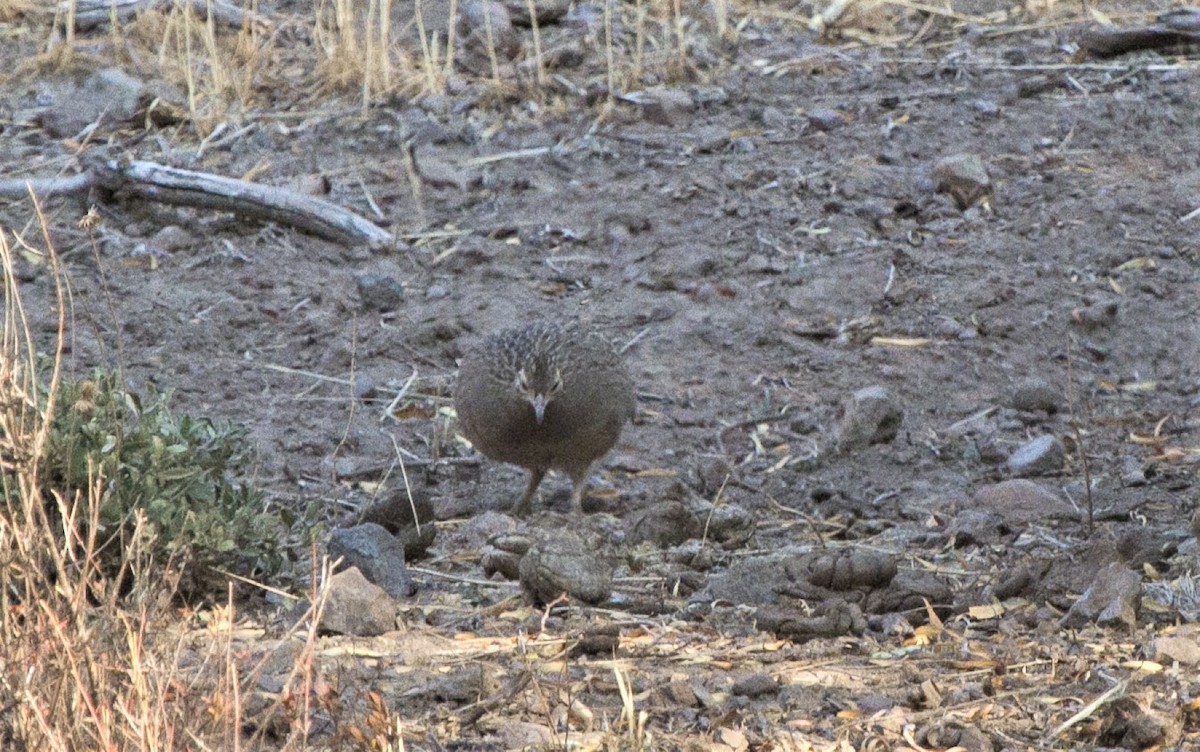 Chilean Tinamou - ML217493641