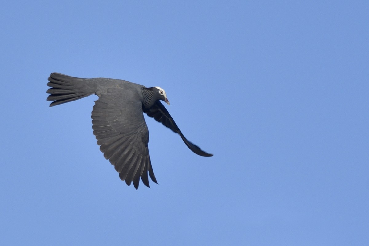 Pigeon à couronne blanche - ML217496001