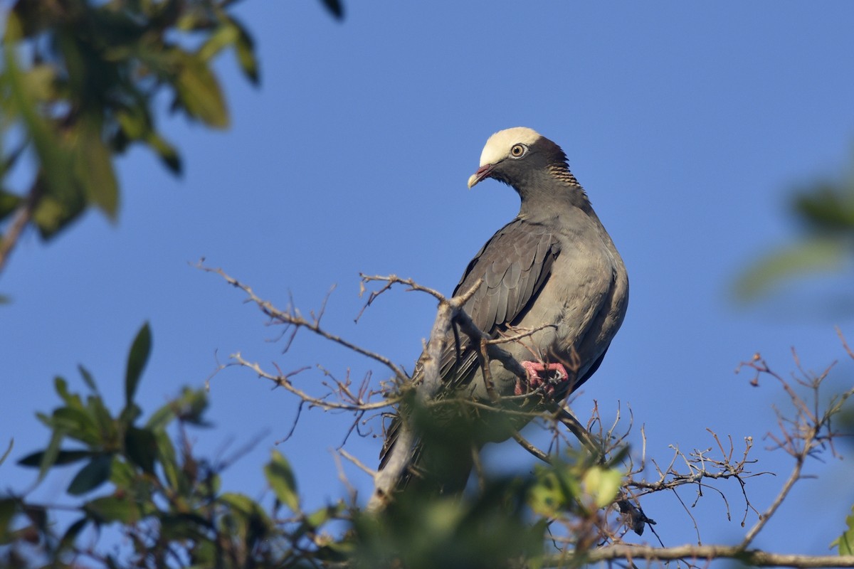 White-crowned Pigeon - ML217496031