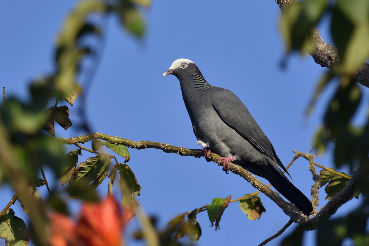 Pigeon à couronne blanche - ML217496061