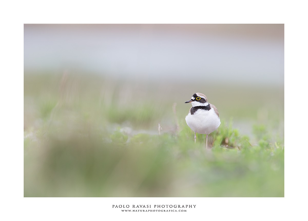 Little Ringed Plover - ML217496111