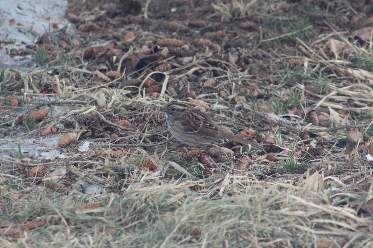 White-throated Sparrow - ML217496891