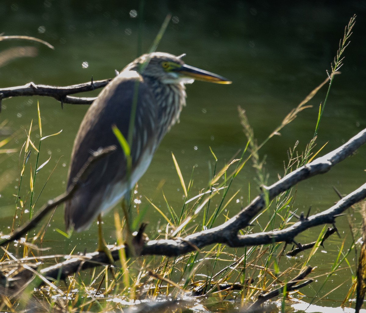 Indian Pond-Heron - Susan Mac