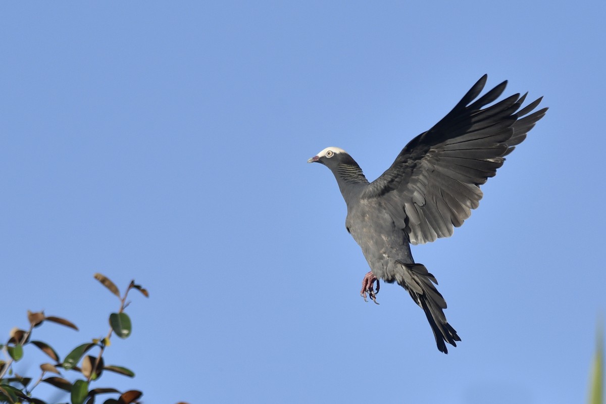 Pigeon à couronne blanche - ML217497501