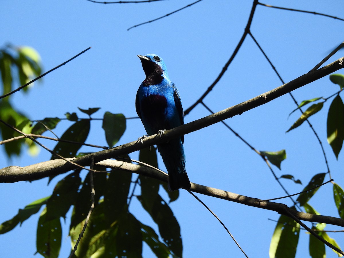 Cotinga turquoise - ML217498461