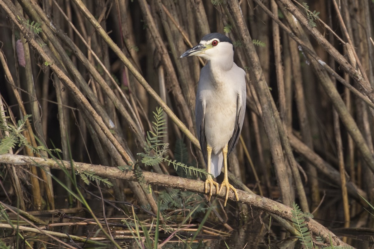 Black-crowned Night Heron - ML217498521