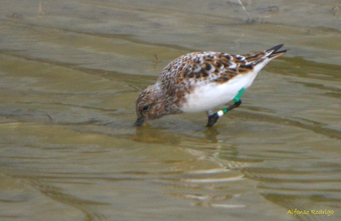 Sanderling - Alfonso Rodrigo