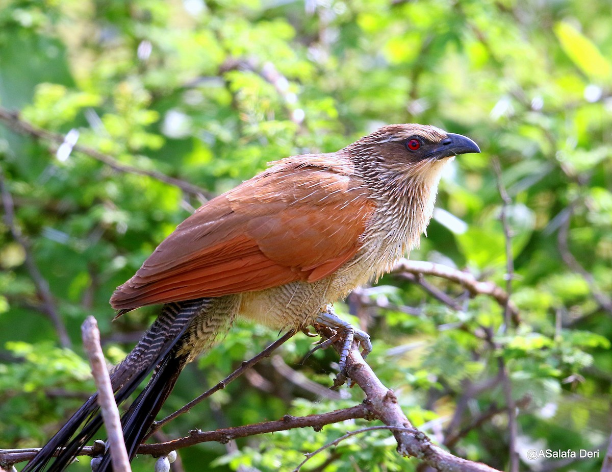 White-browed Coucal (White-browed) - Fanis Theofanopoulos (ASalafa Deri)