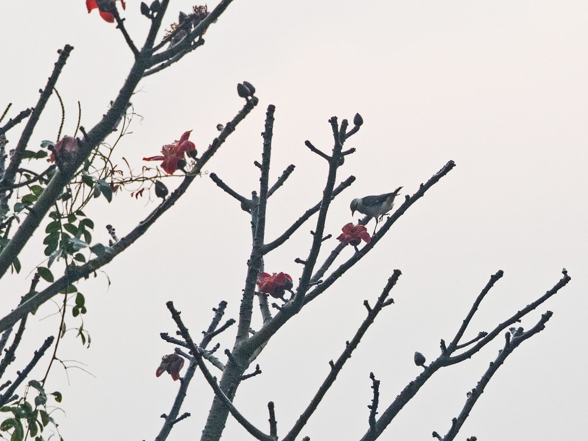 Vinous-breasted Myna - ML217504071