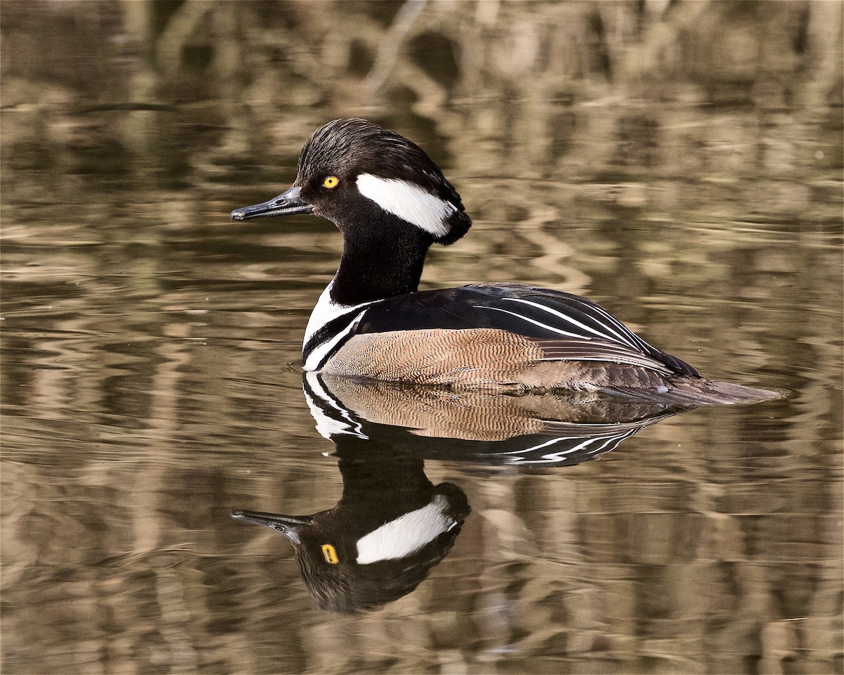 Hooded Merganser - Jack & Holly Bartholmai