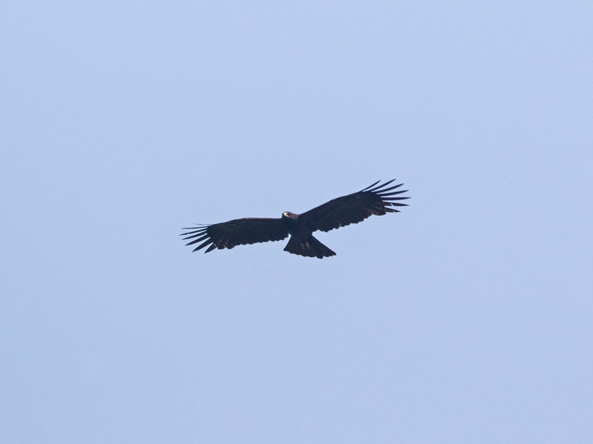 Black Eagle - ML217504371