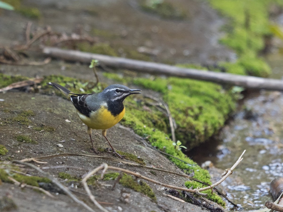 Gray Wagtail - ML217504631