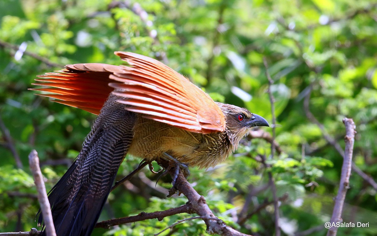 White-browed Coucal (White-browed) - ML217505111