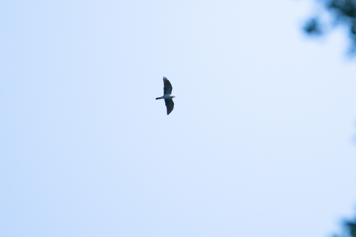 Plumbeous Kite - Matthew Bell