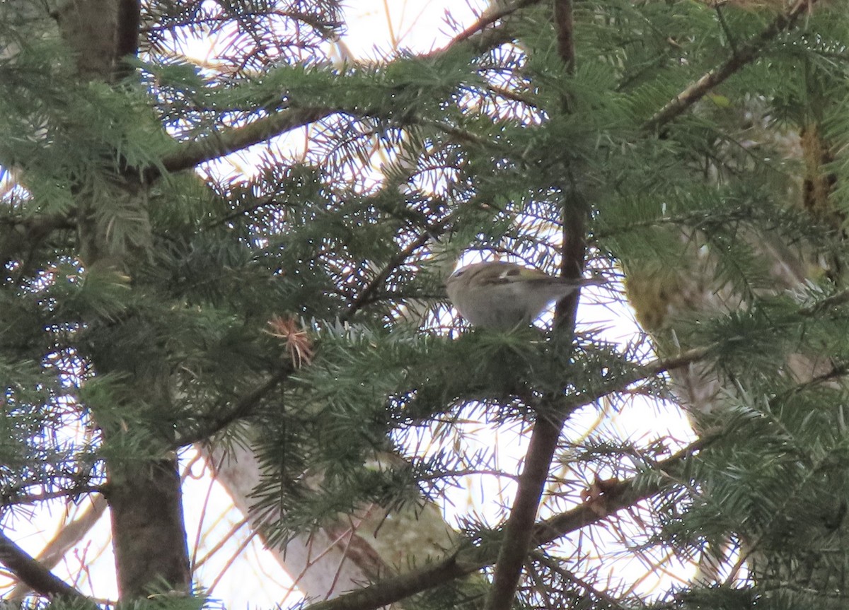 Golden-crowned Kinglet - Michel Bourassa (T-R)