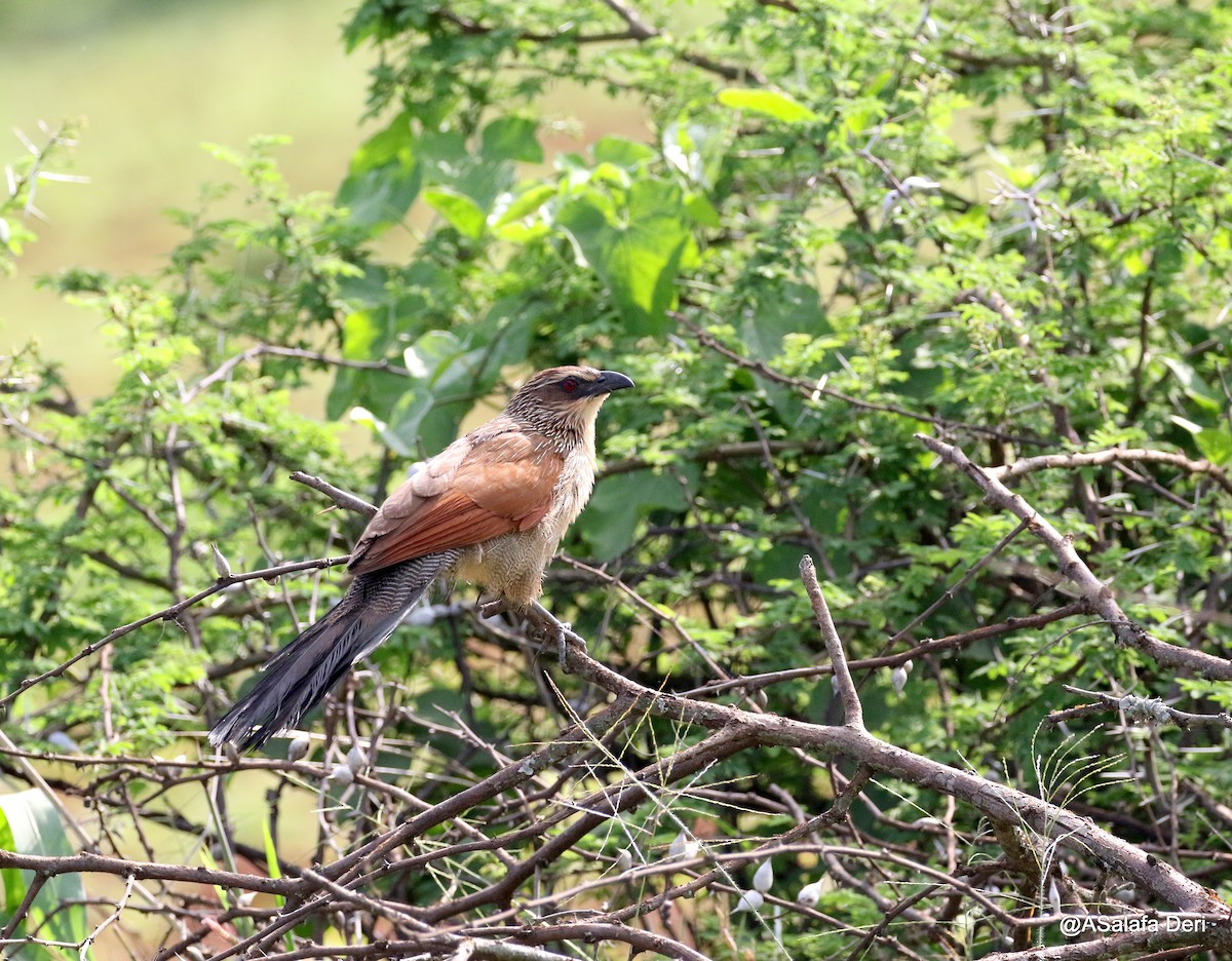White-browed Coucal (White-browed) - Fanis Theofanopoulos (ASalafa Deri)
