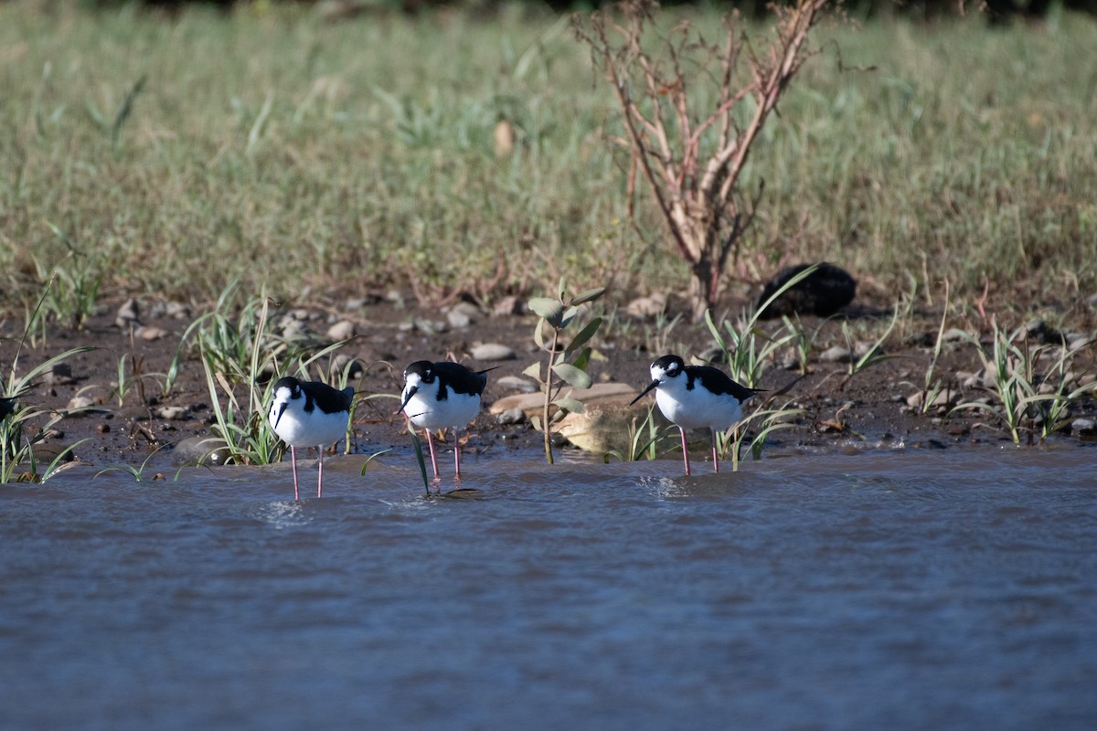 Black-necked Stilt - ML217506261